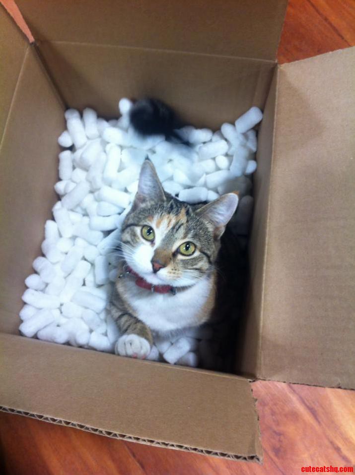 Since Were Posting Cats in Boxes I Present Mimi Looking for Pets While Unpacking a Work Order.