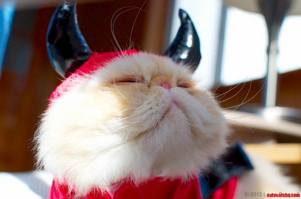 Sir Lucifur Fluffypants Is Really in His Element with This Costume...
