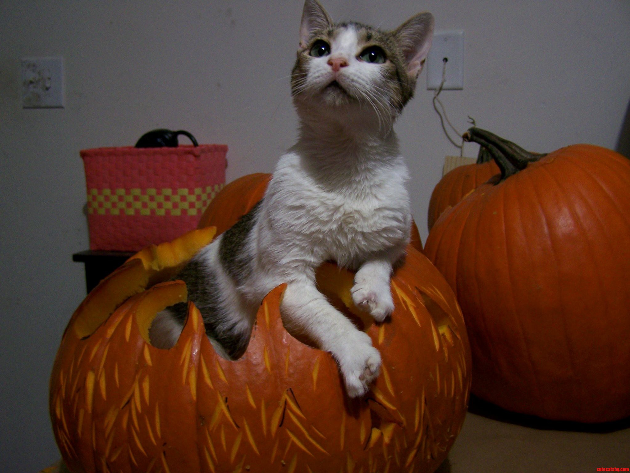 Sitting Pretty in a Pumpkin