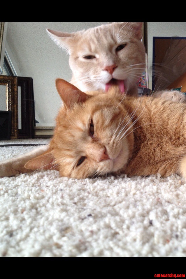 Skeeter Getting His Lick On. Chester Loves It.