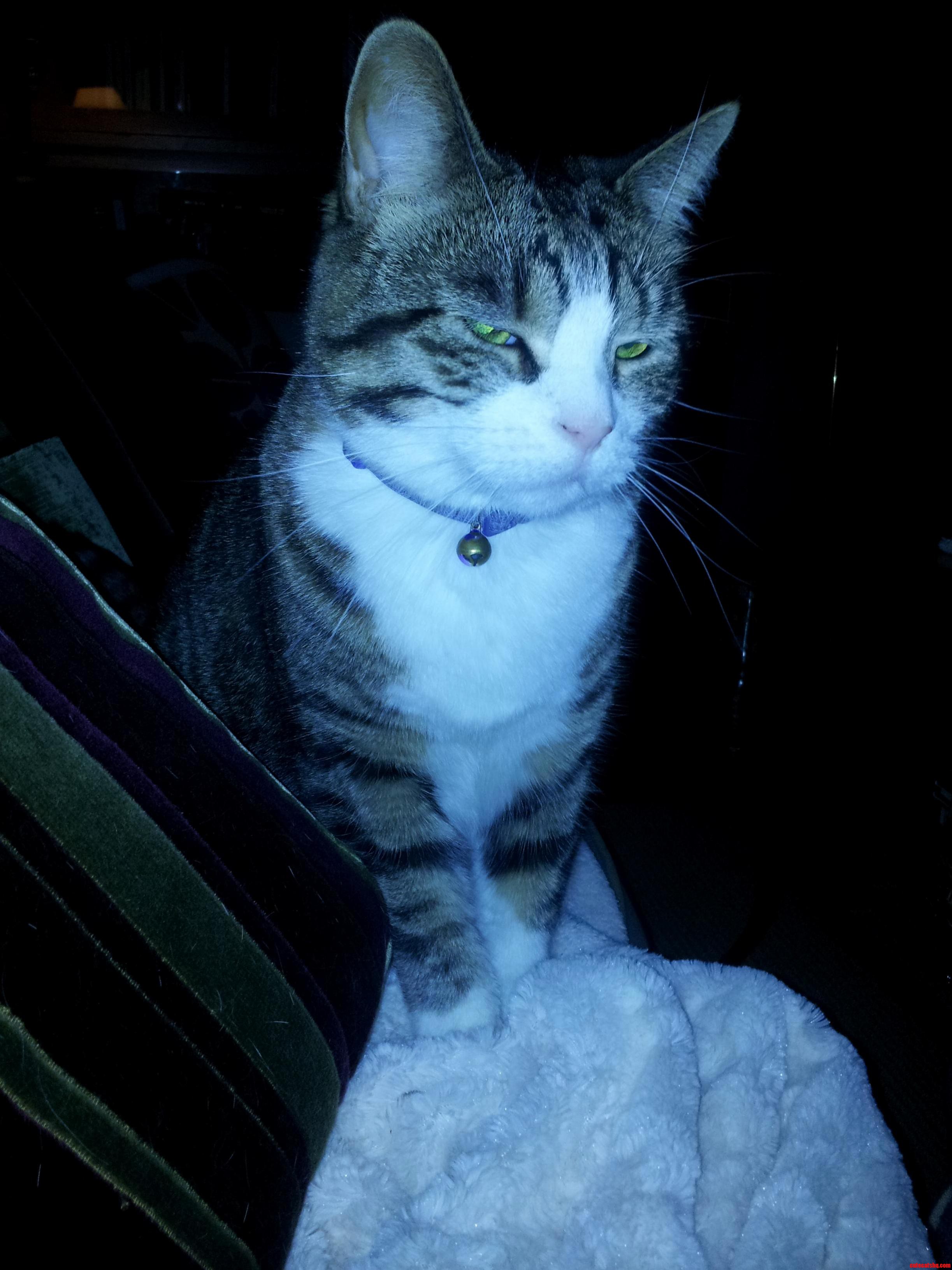 Sleepy Cat