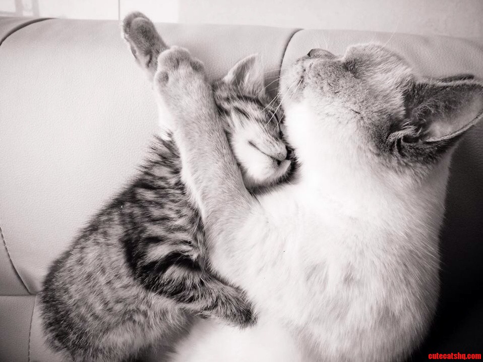 Sleepy Kitten Cuddles