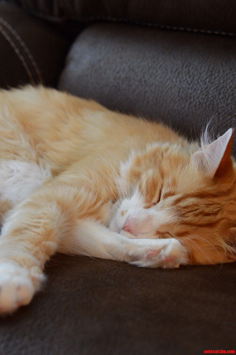 Sleepy Kitty