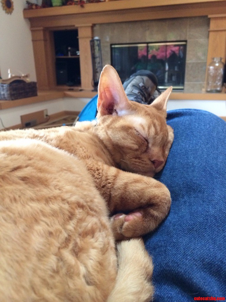 Sleepy One Eyed Willy