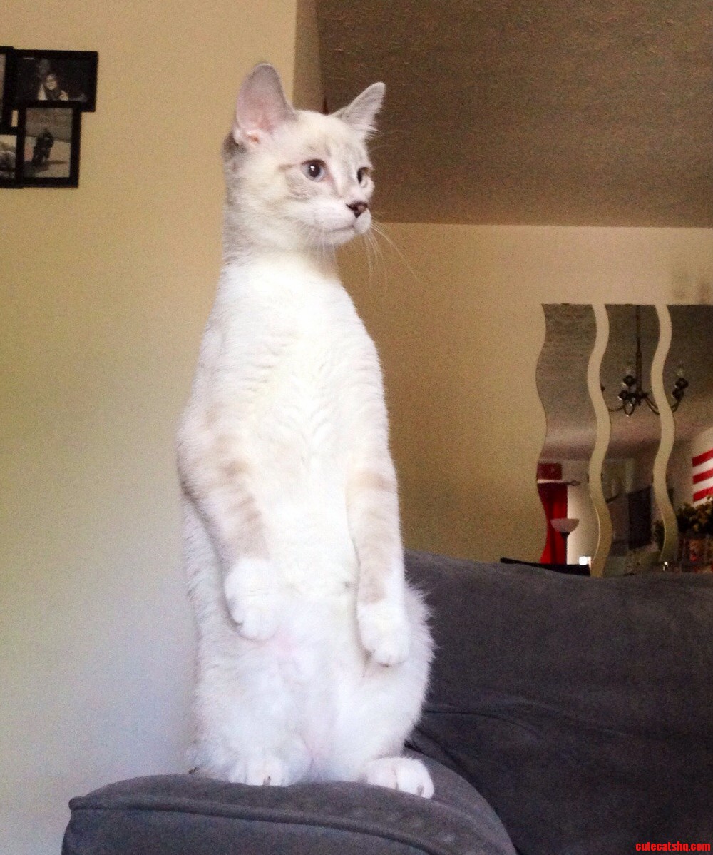 Sno and Her Meerkat Pose.