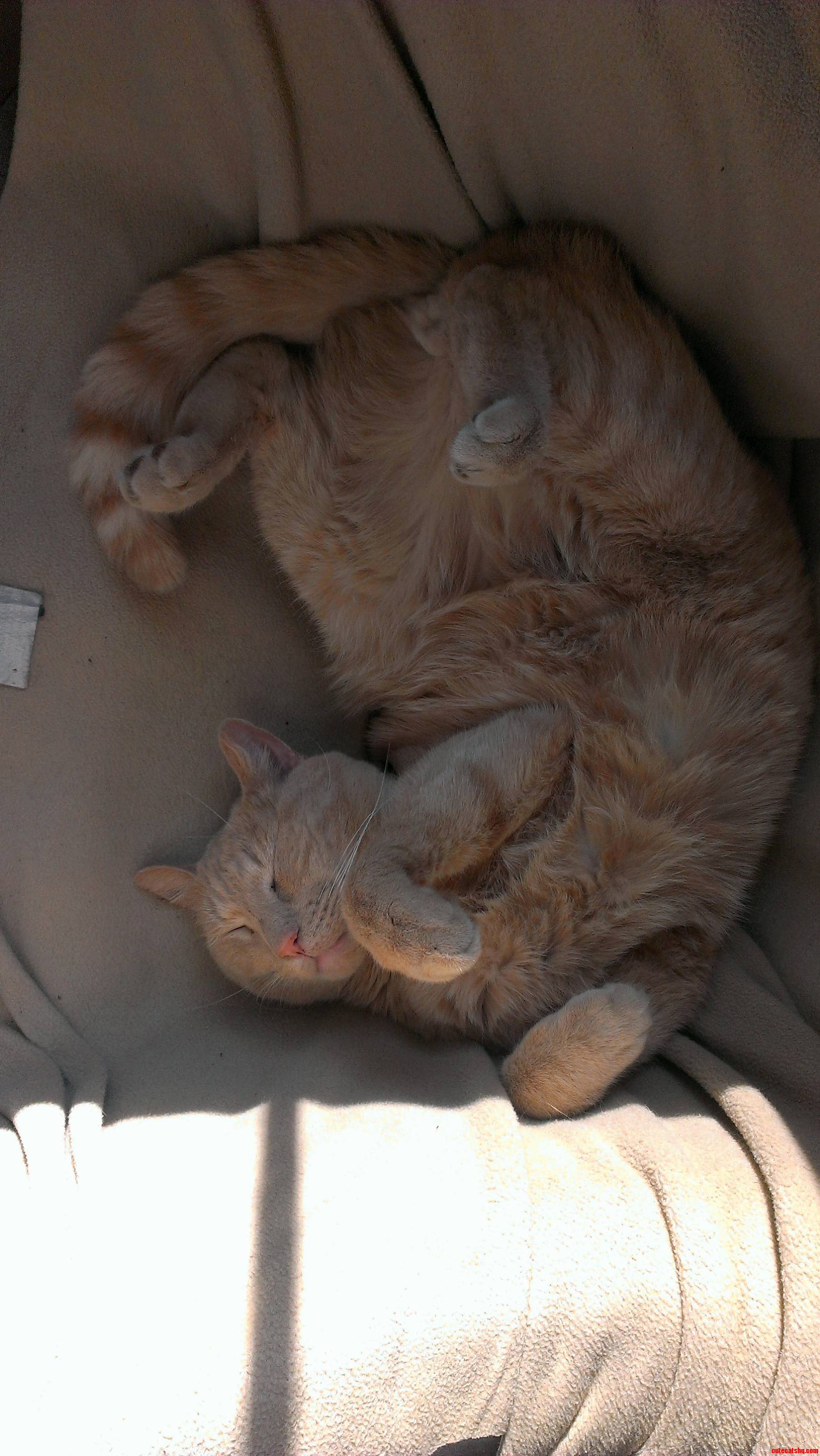 Snoopy Seems to Like His Homemade Bed