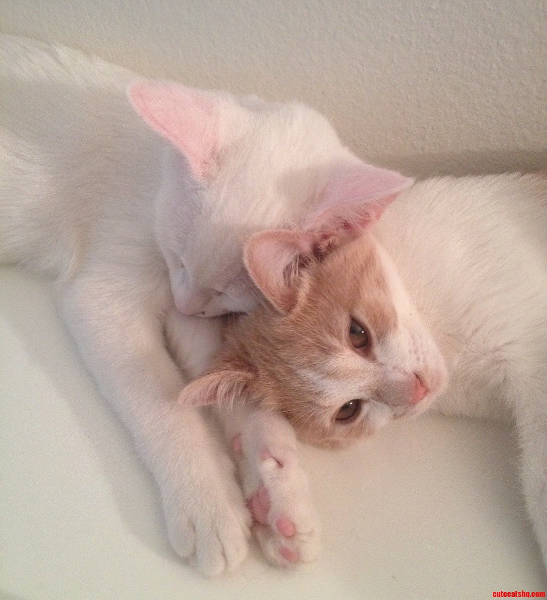 Snuggle Bunnies.