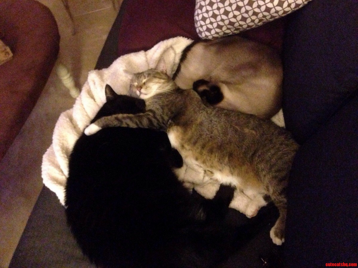 Snugglefest 2013