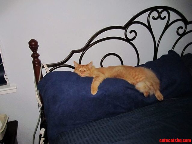 Snuggles Are Waiting.... Meet Simba
