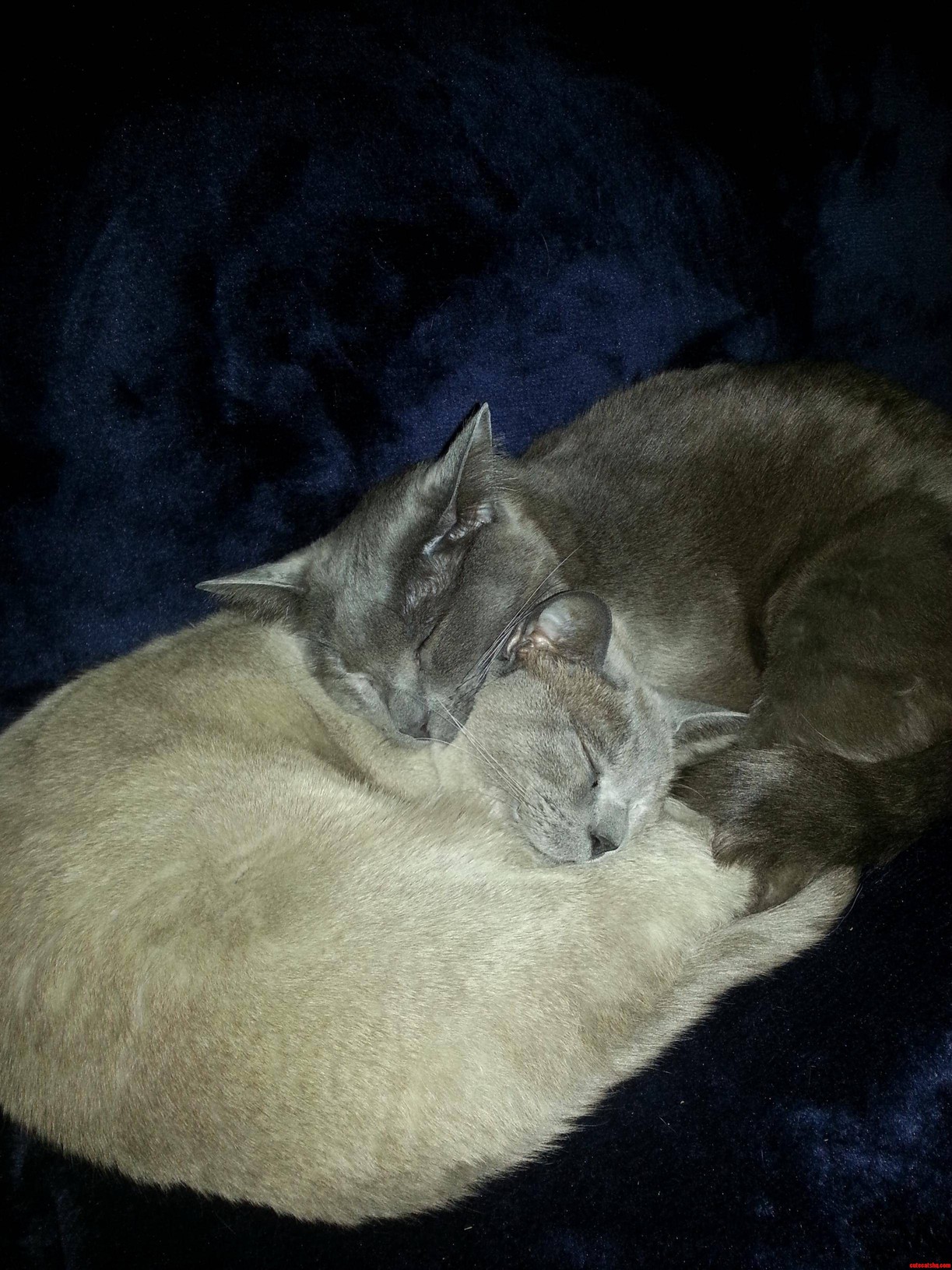 So Much Love for Each Other