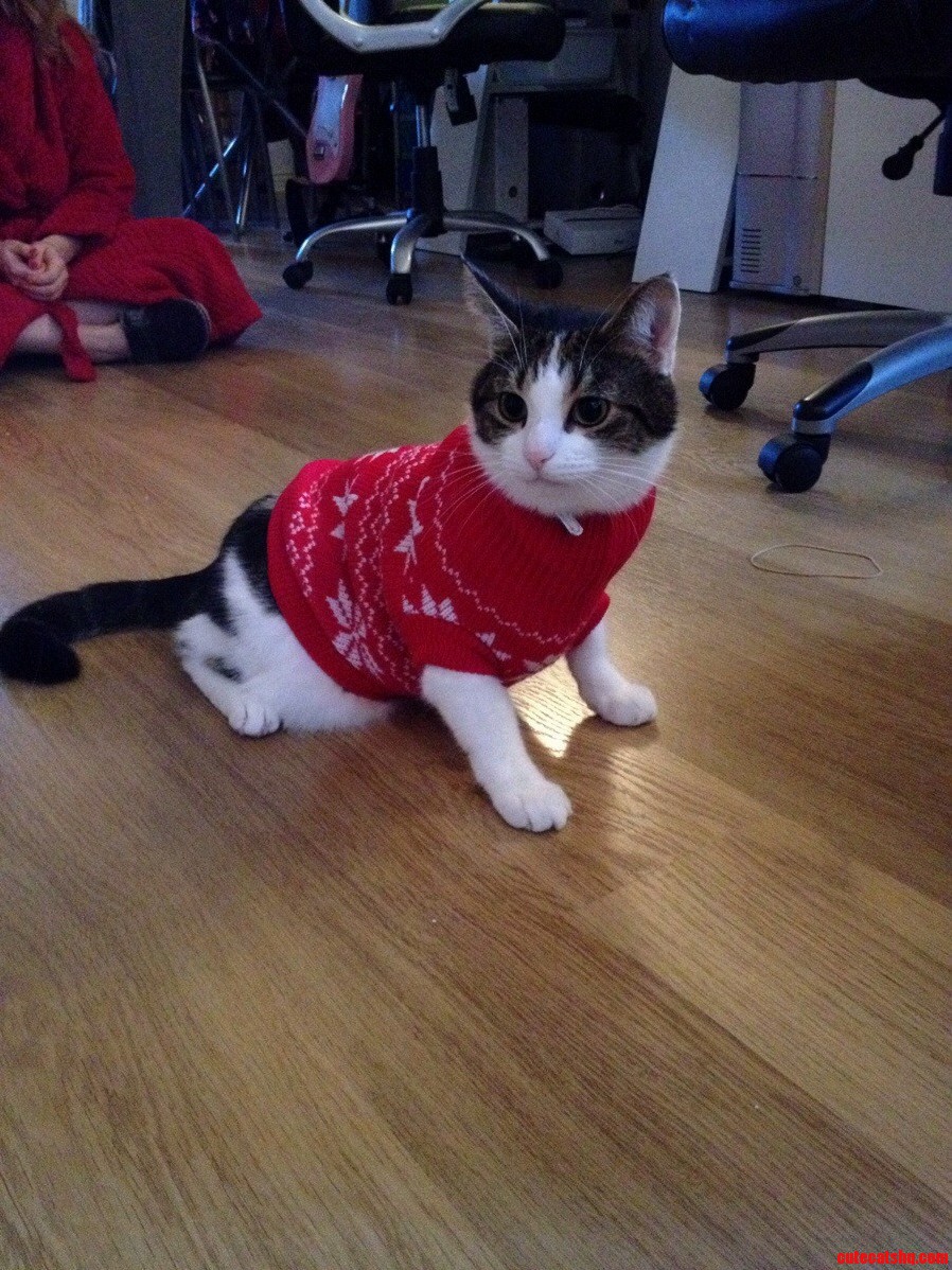 So My Girlfriend Bought a Jumper for Our Cat