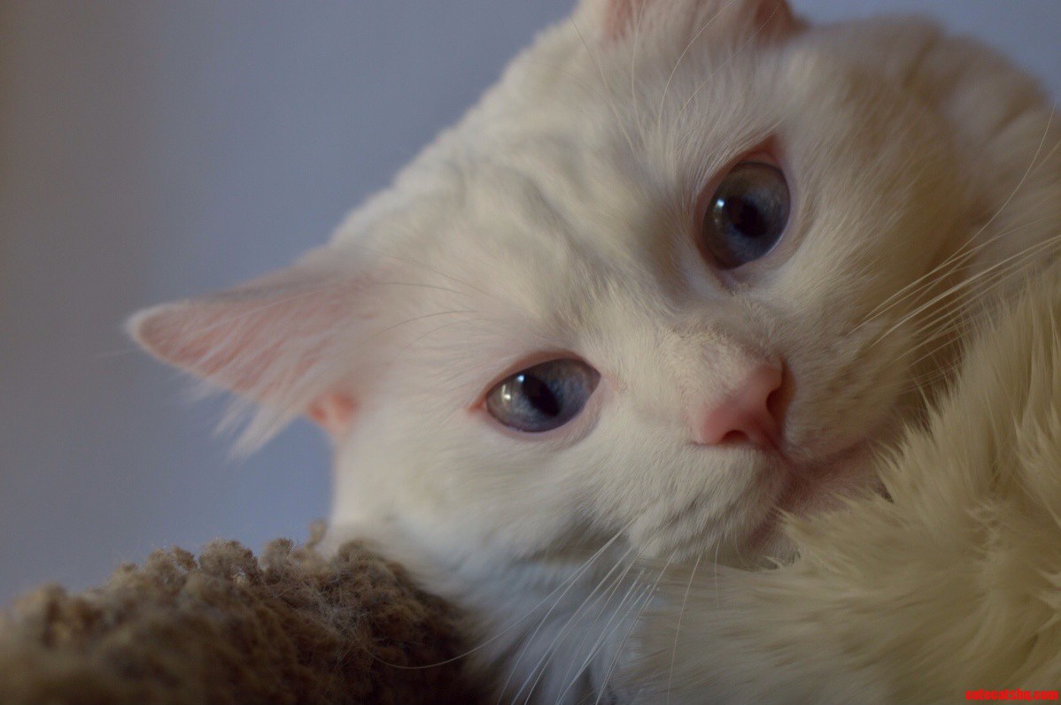 So This Is My Cat.