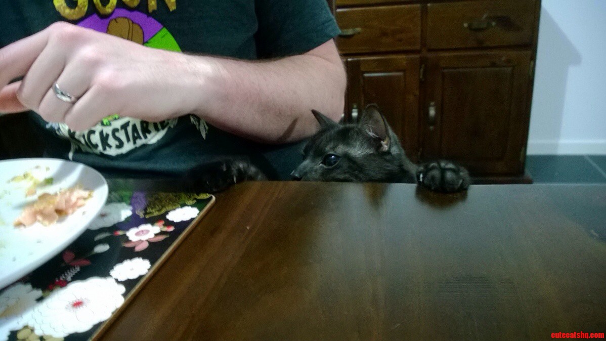 So Were Having Salmon for Dinner
