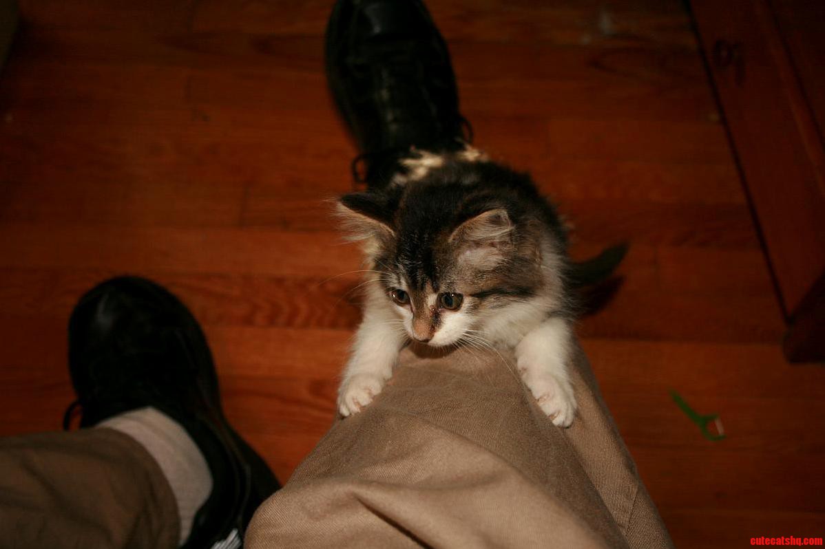 So Whats the Best Way to Teach This Adorable Ball of Fluff Not to Climb Peoples Legs