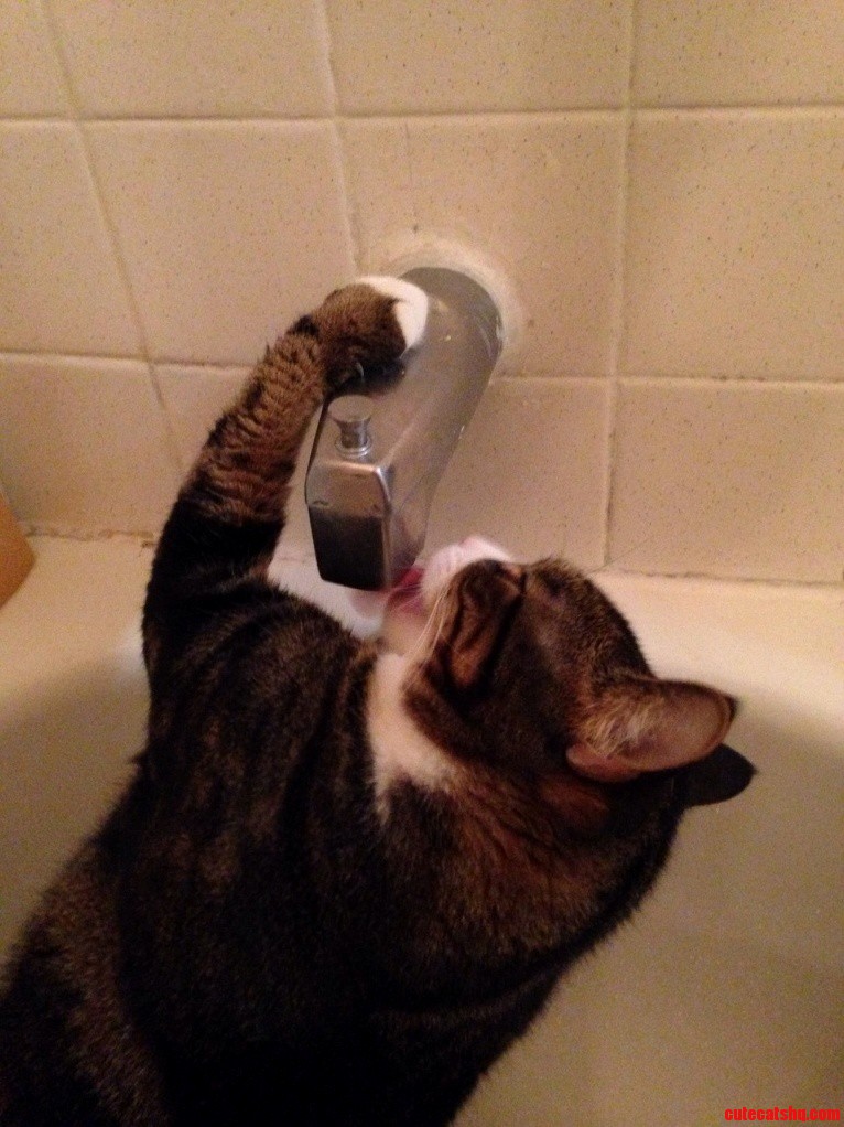 Socks and Her Personal Water Fountain...
