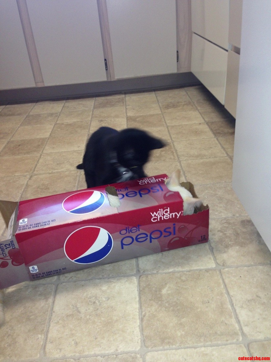 Soda Box Fight