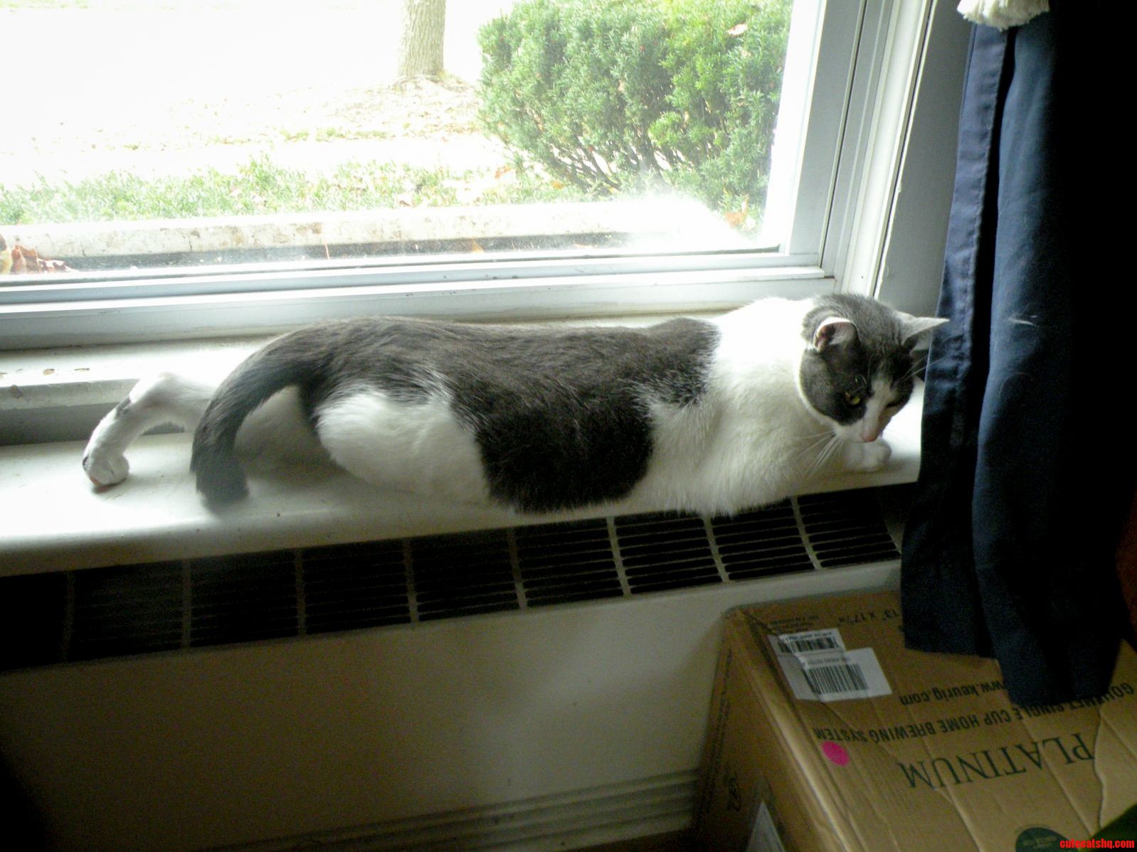 Someone Is Pleased That the Heat Is On.