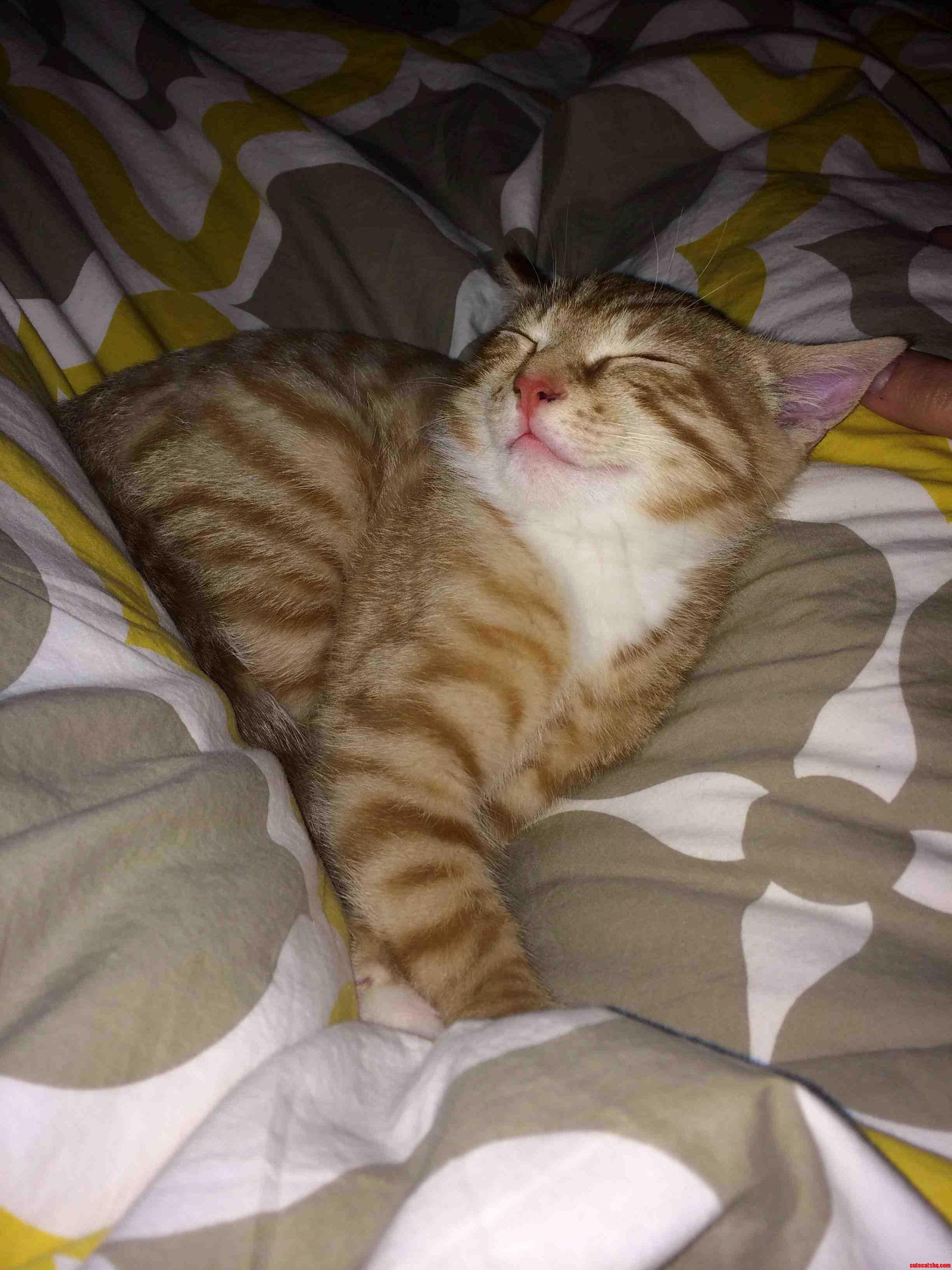 Someones Sleepy Hint- the Cat