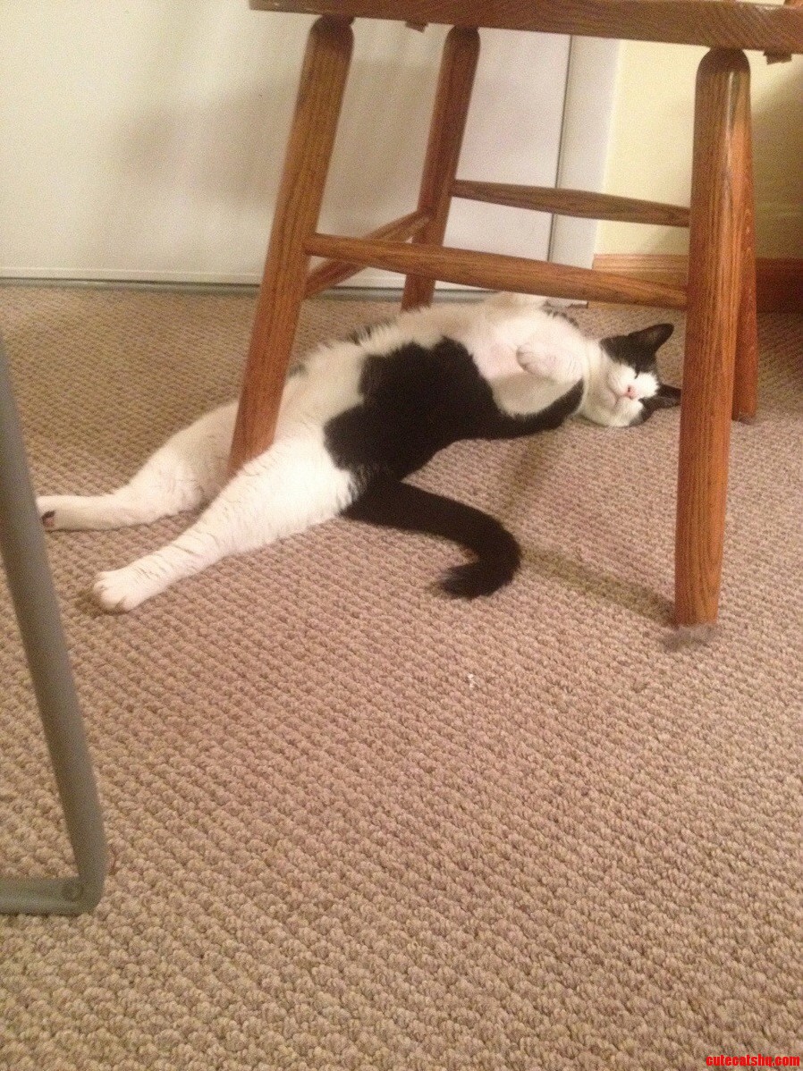 Something About Hard Wood and Kitties... Idk