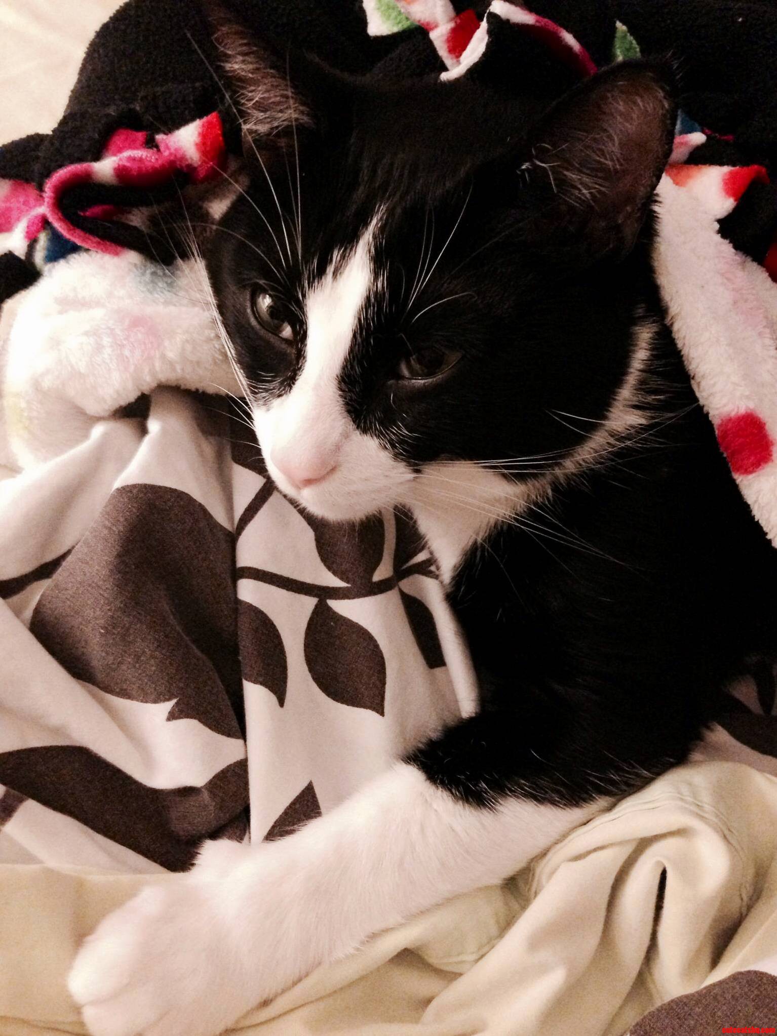 Sometimes in the Morning Steve Likes to Crawl Under the Covers with Me