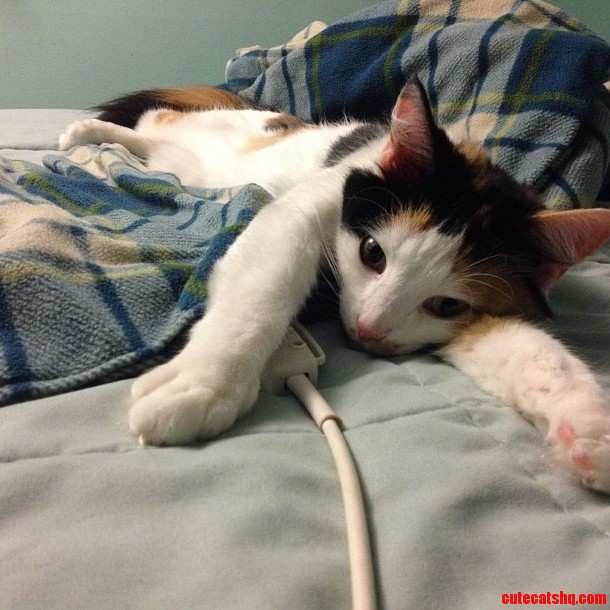 Sookie Is Loving the Warmth from My Heat Blanket.
