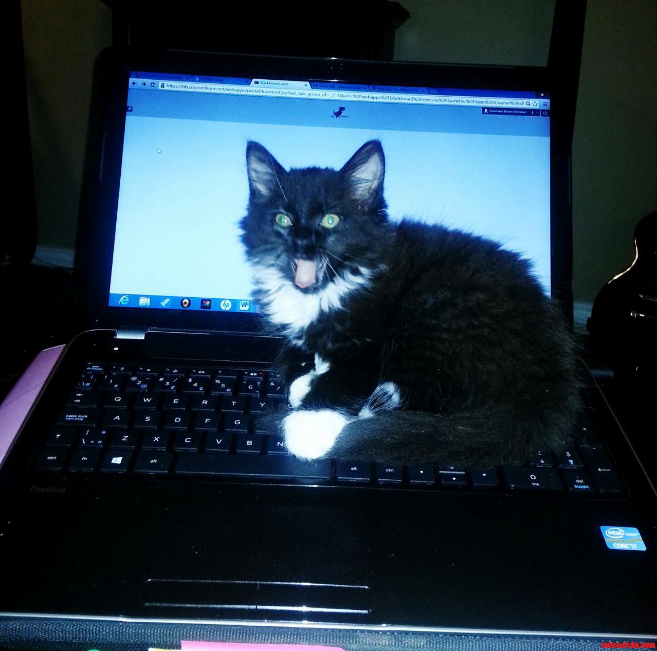 Sorry to Disturb You Please Continue Sleeping on My Laptop.