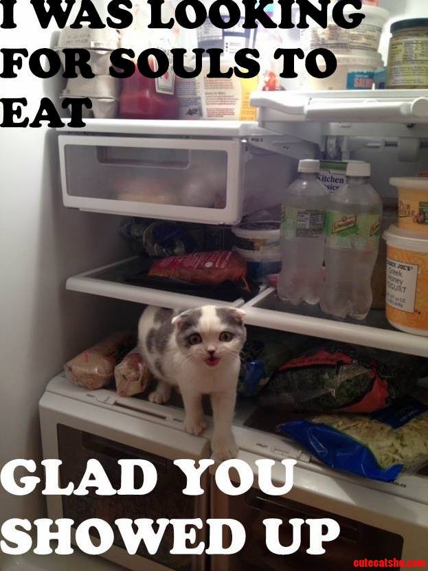 Soul Cat
