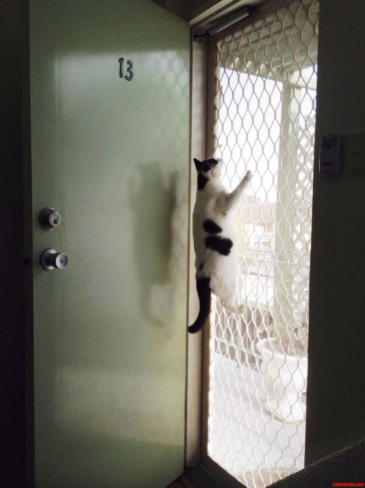 Spidercat