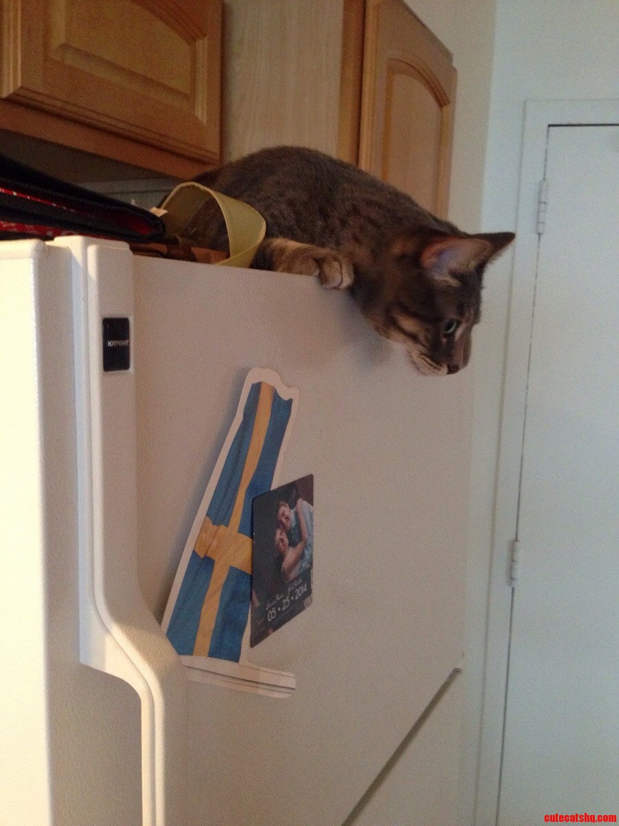 Stalk Your Prey from Above