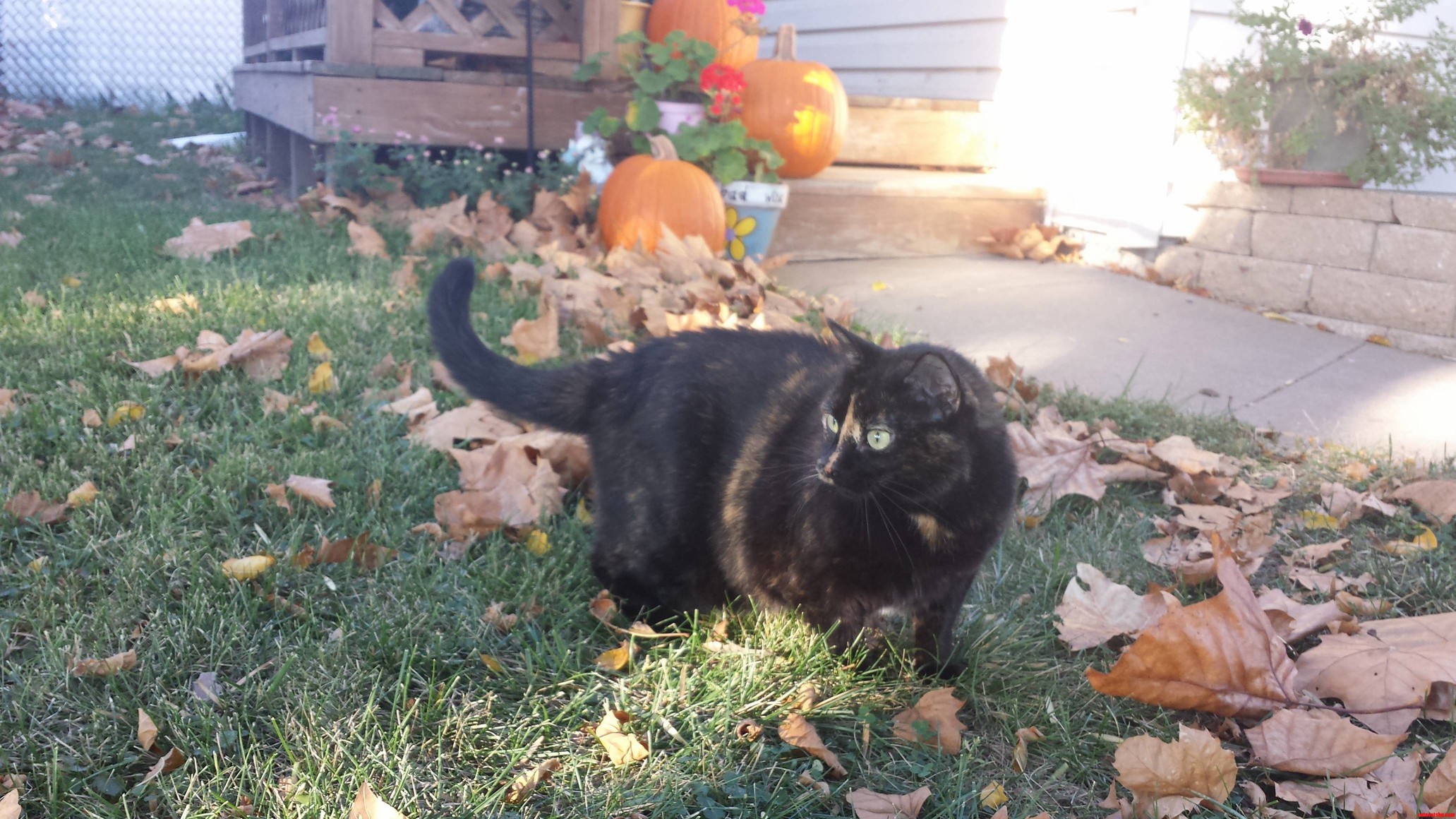 Stella Enjoying a Nice Fall Day