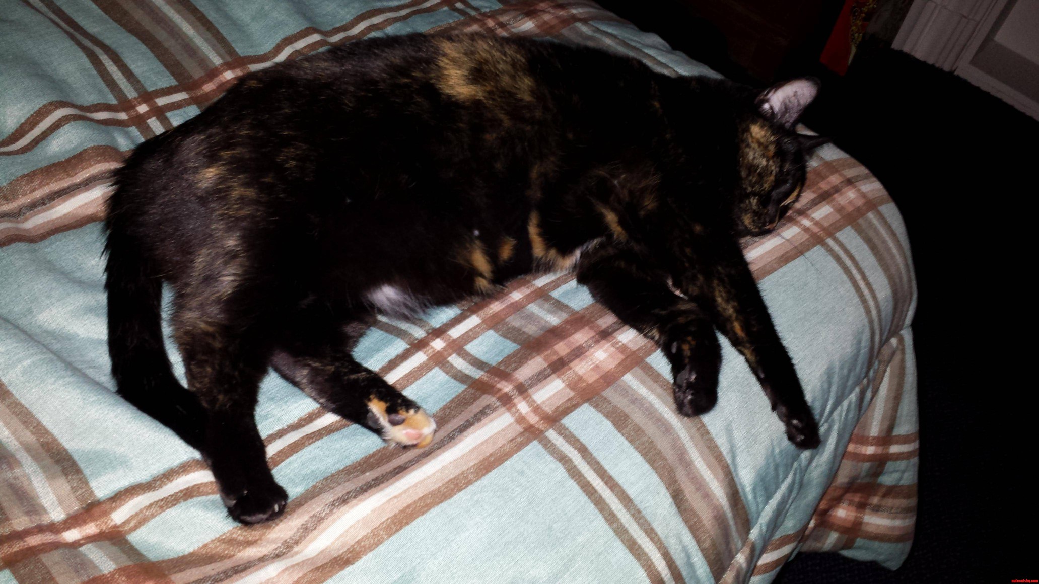 Stella Is Zonked After a Long First Day in Her New Home.