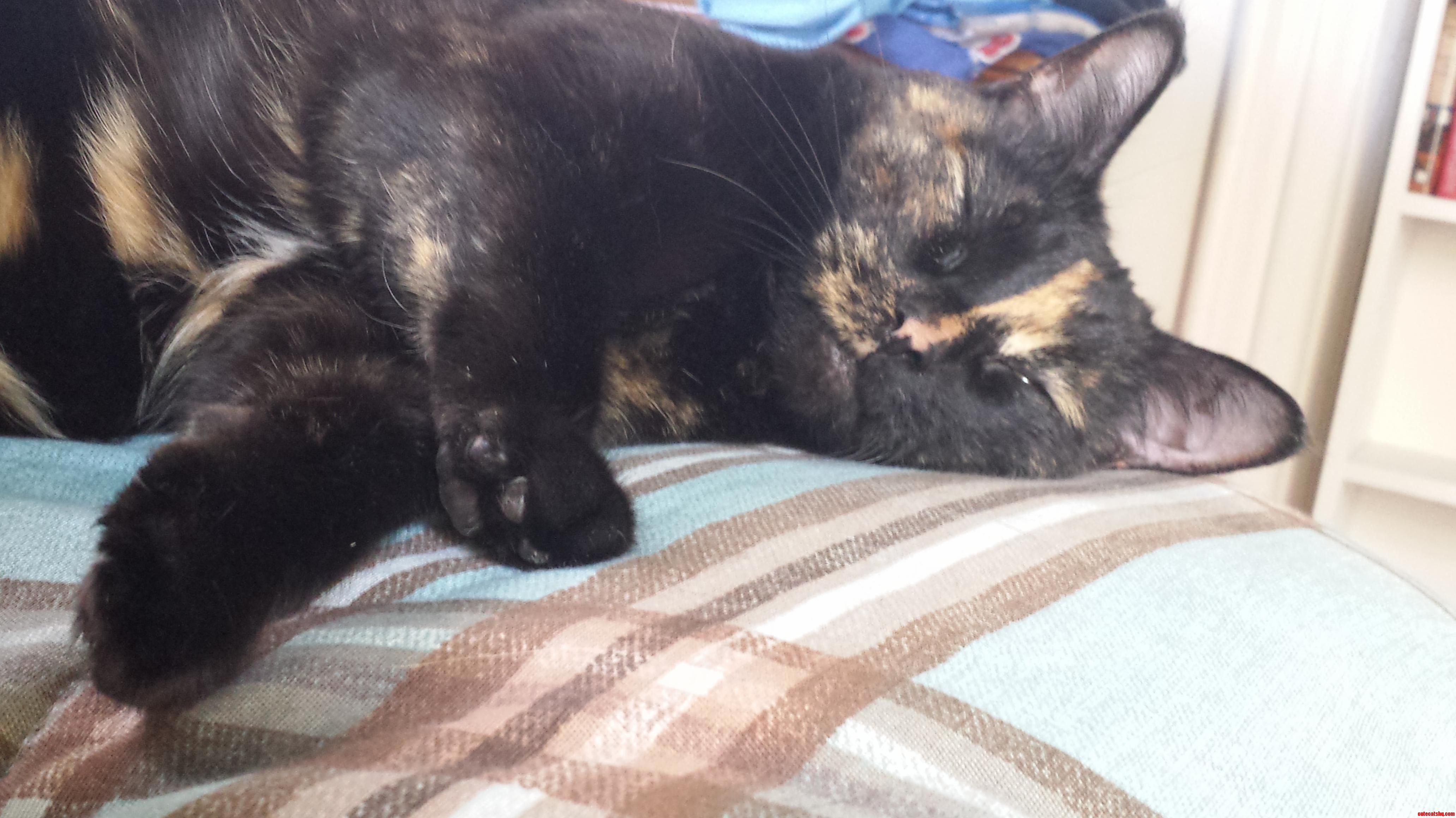 Stella Really Enjoys Her Naps.