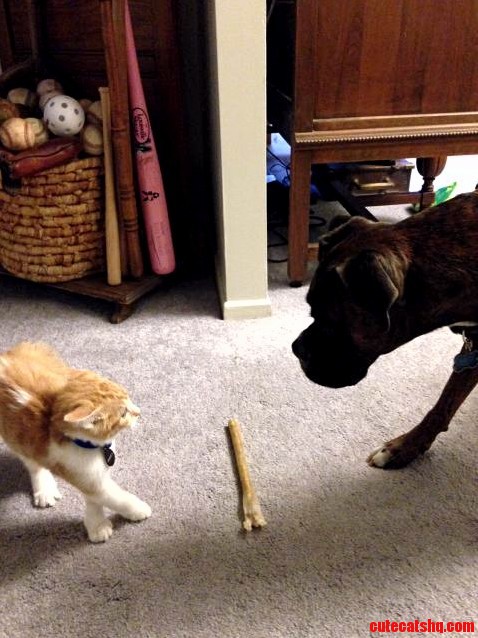 Stevie Meeting My Boxer for the First Time