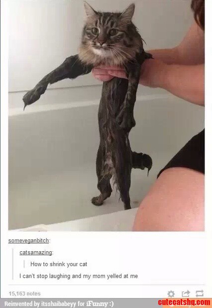 Still One of My Favorite Cat Photos