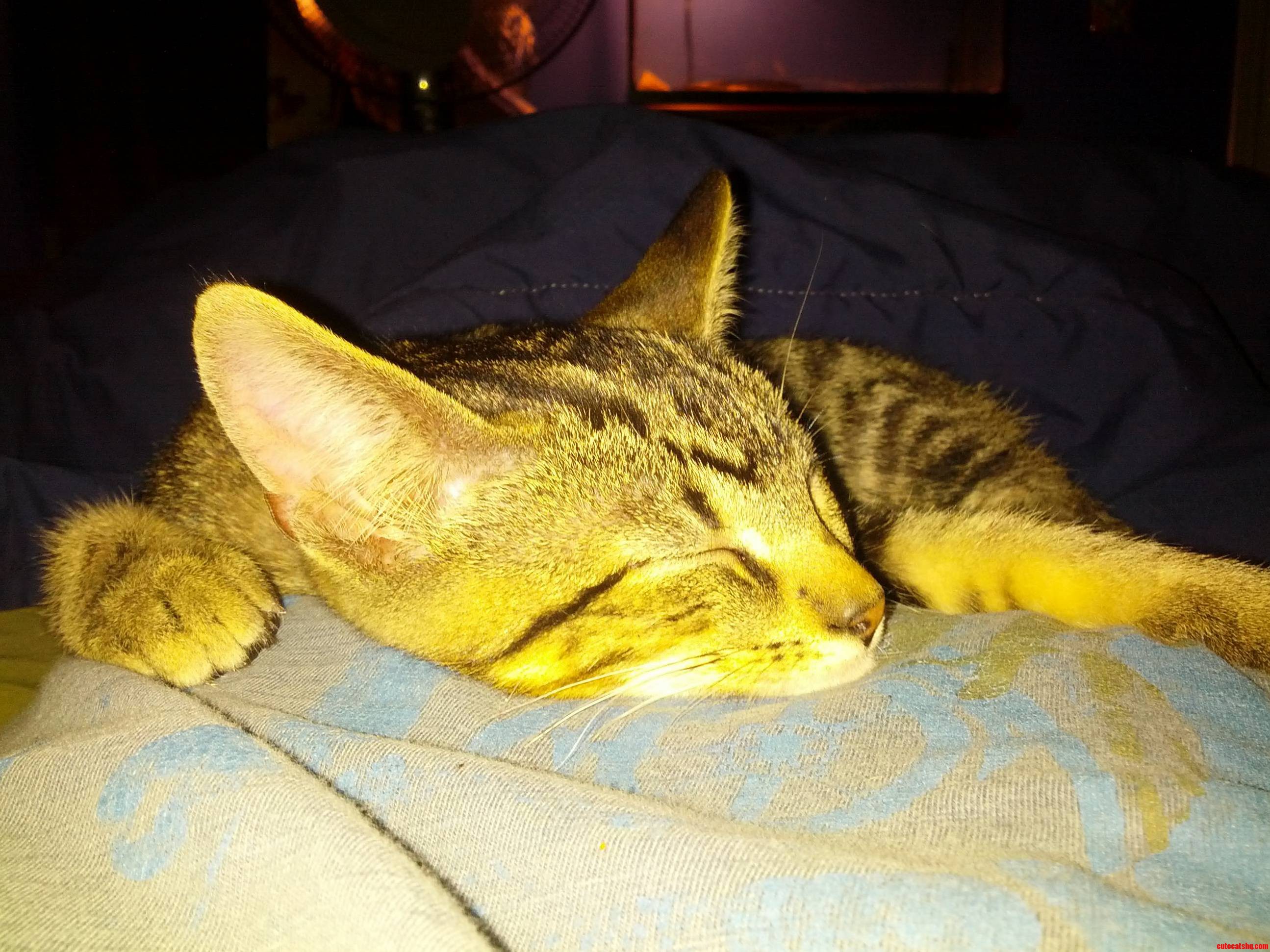 Stray Cat My Mom Found Yesterday