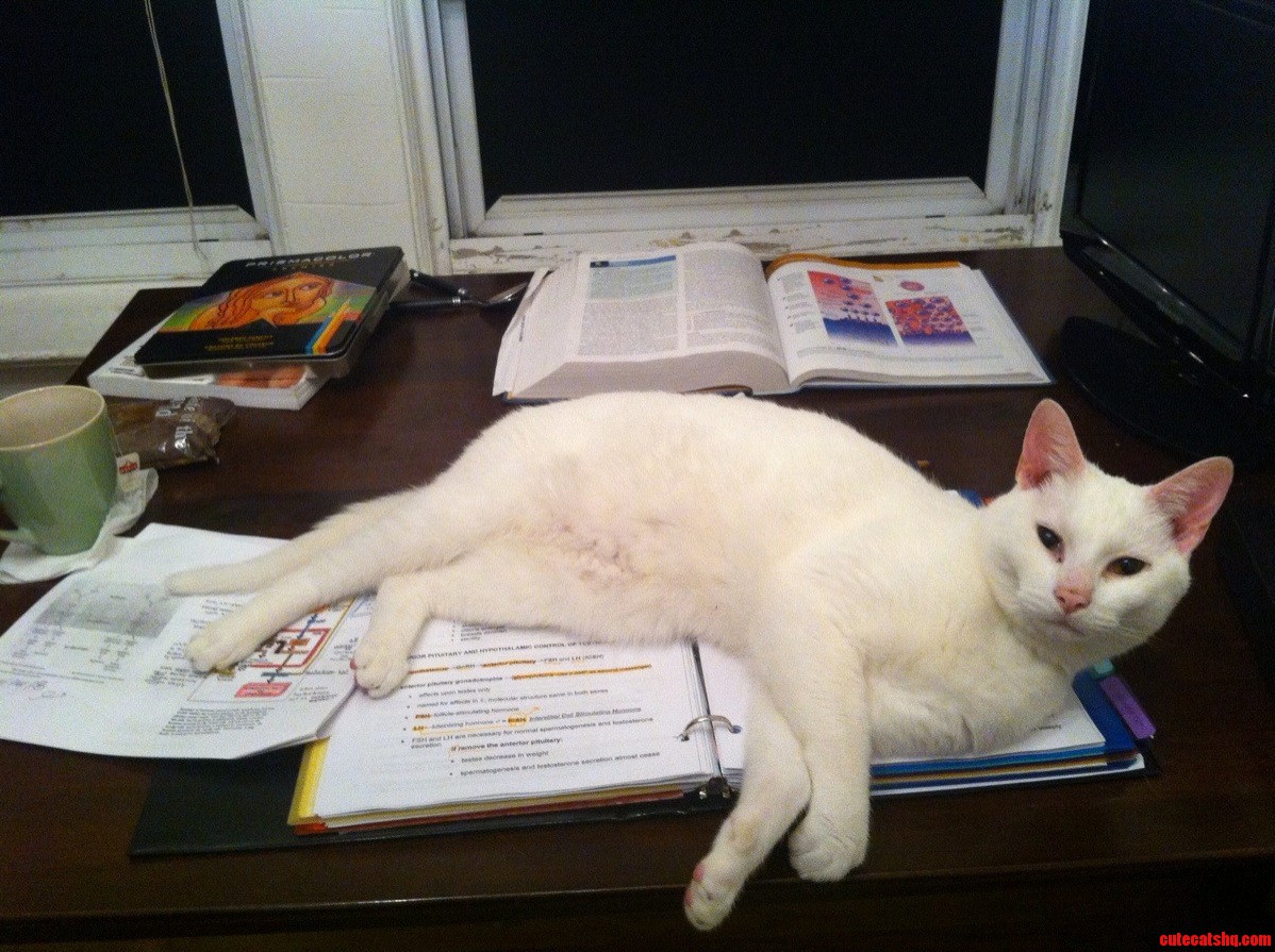 Study This Hooman