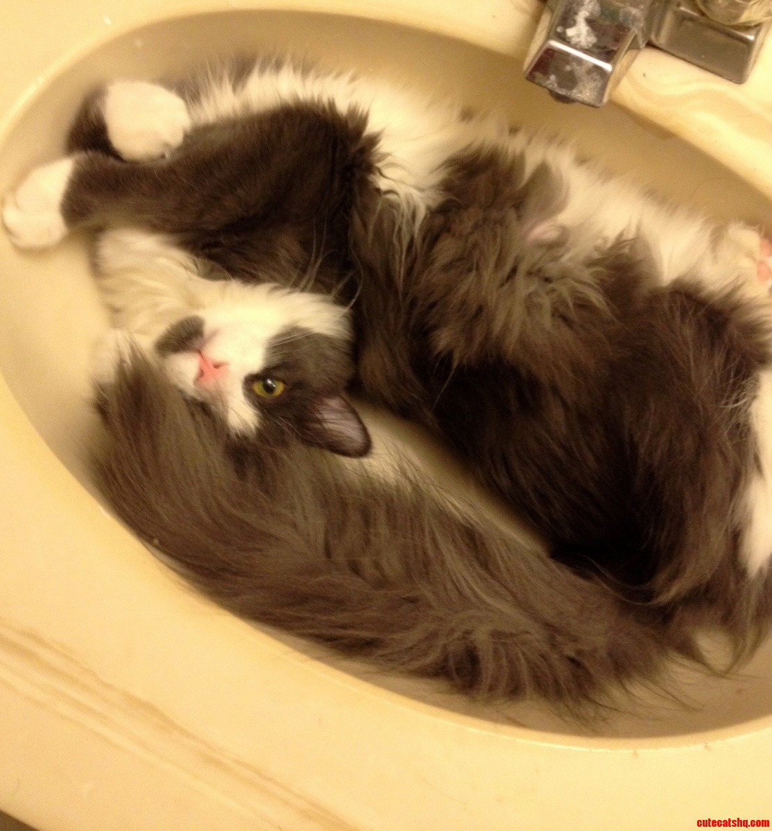 Such a Beautiful Cat Model.