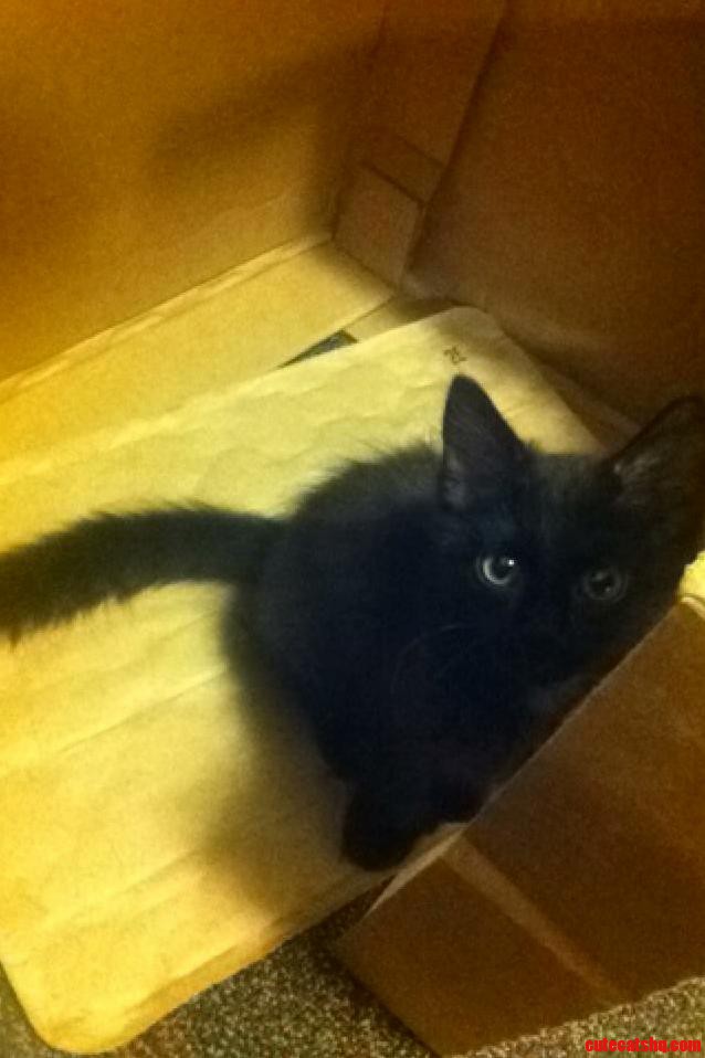 Such a Lady Killer