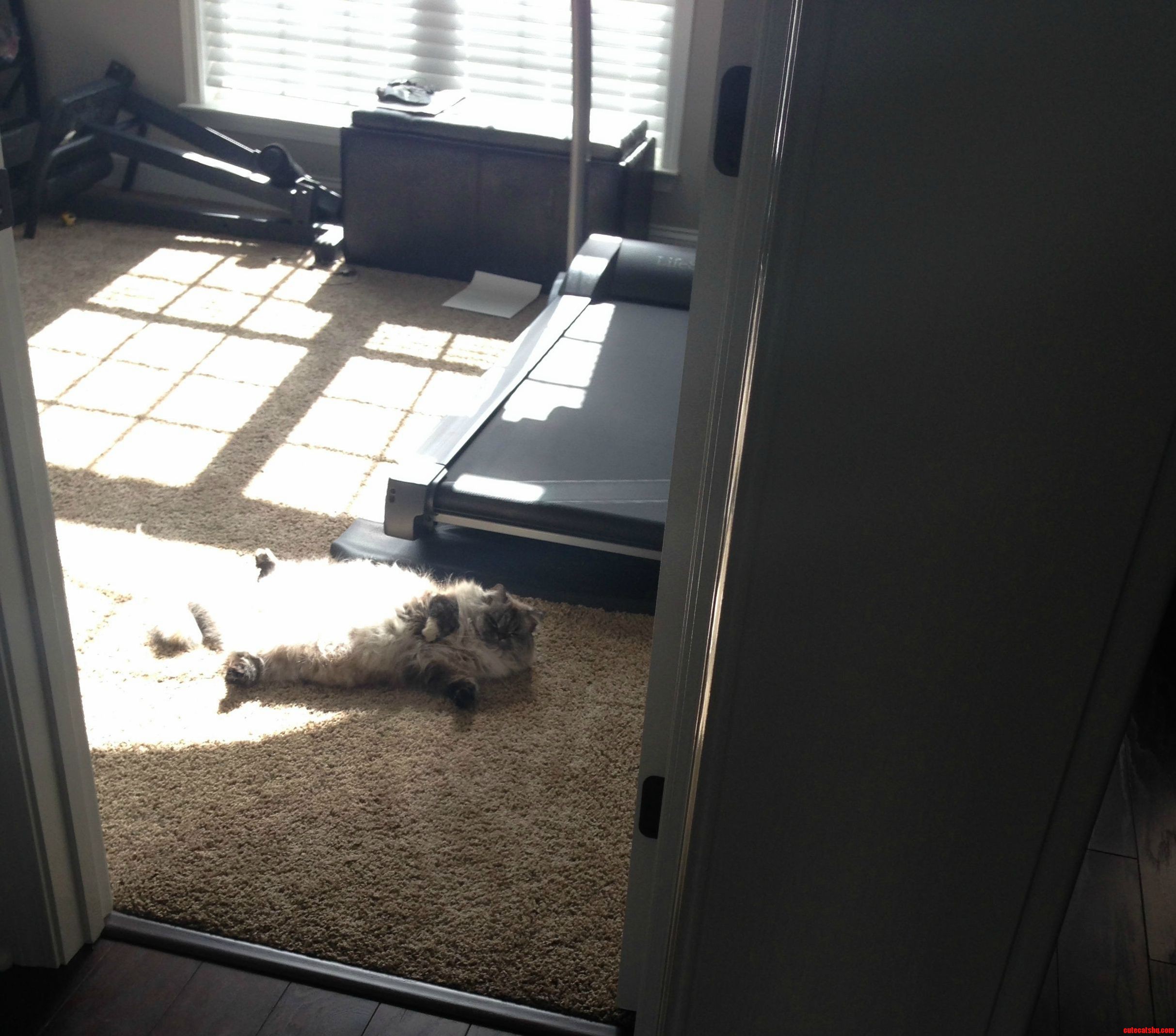 Sunbathing Cat