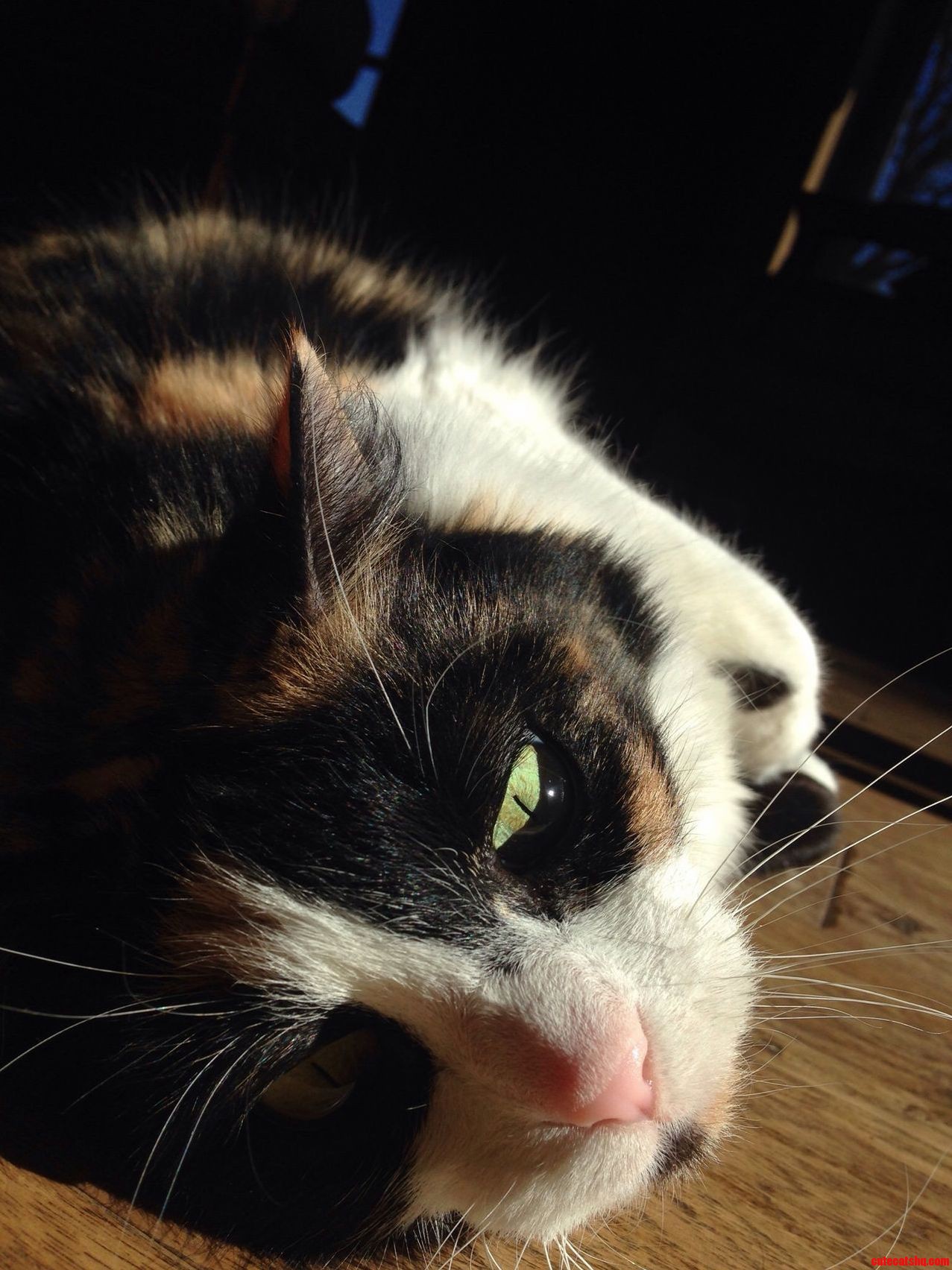 Sunbathing Without a Care