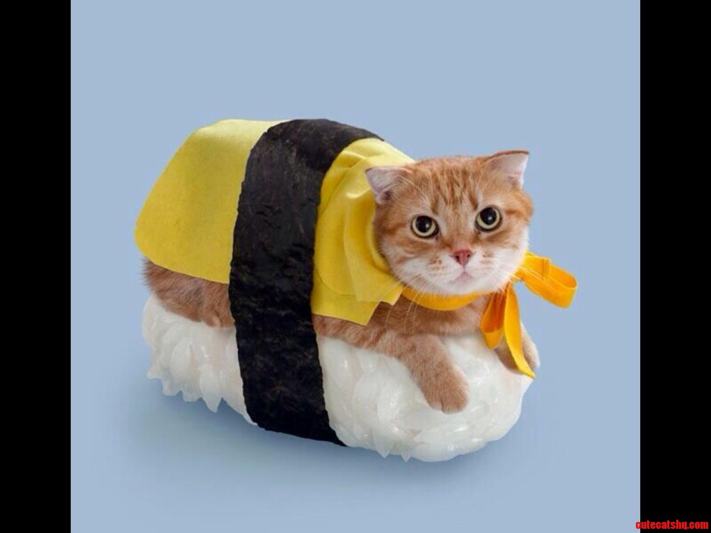 Sushi Cat