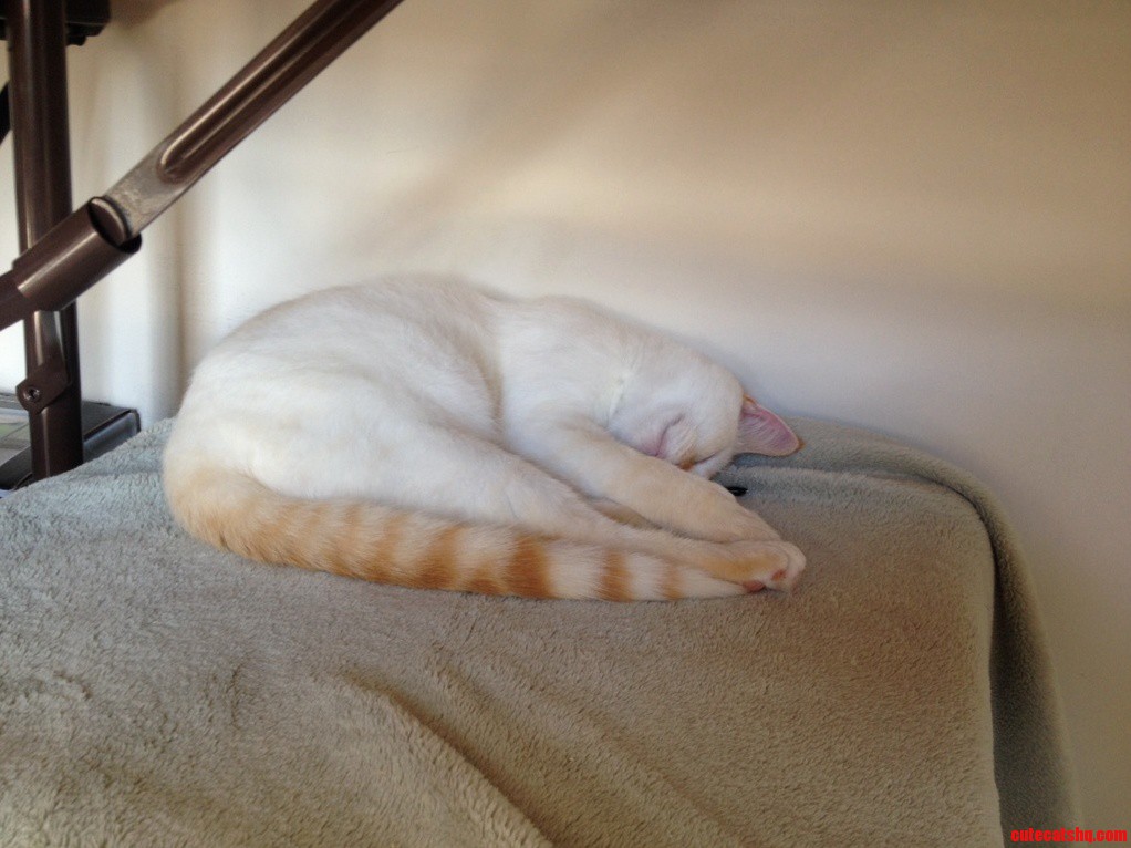 Sweet Dreams