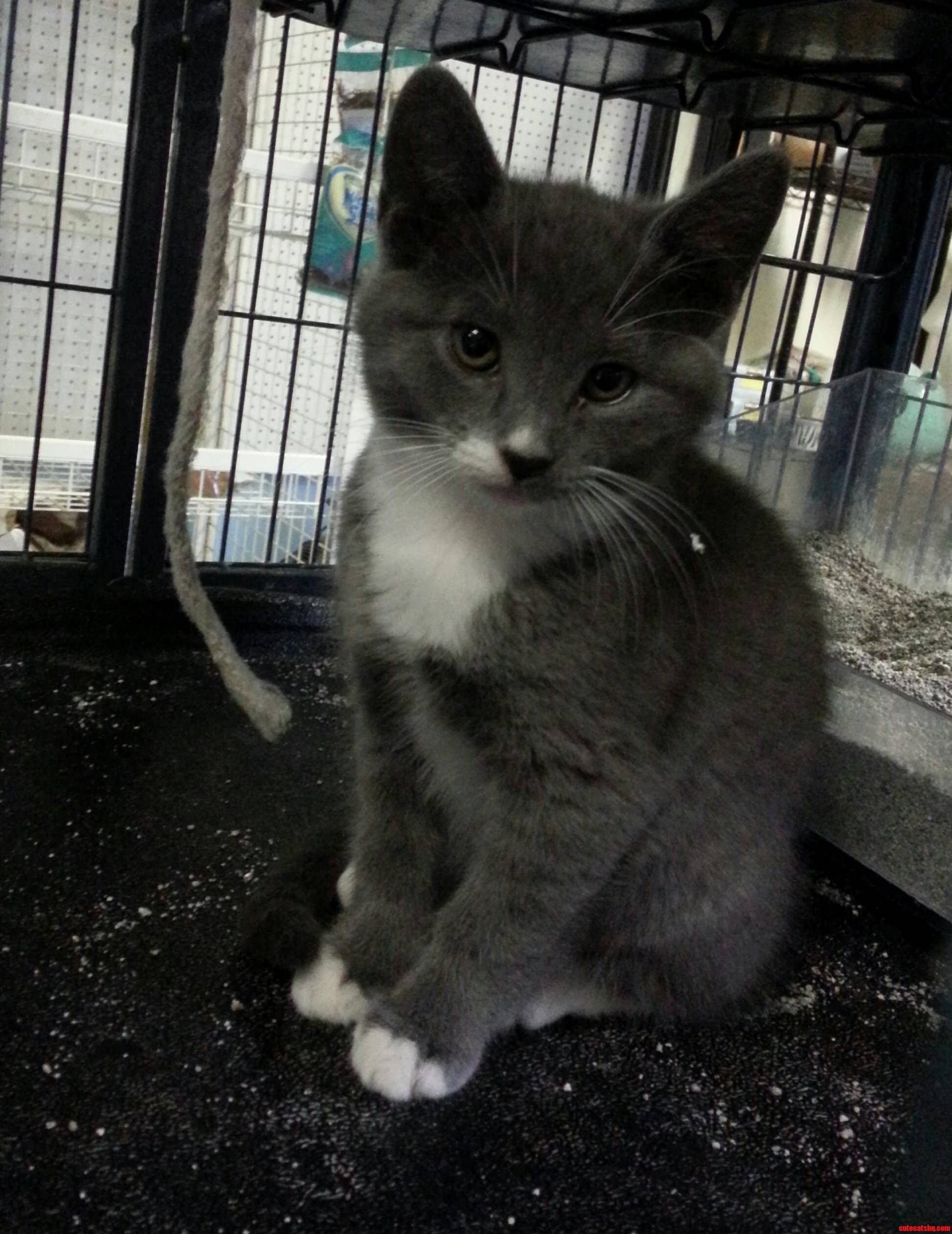 Sweet Little Kitten Baby I Met Today