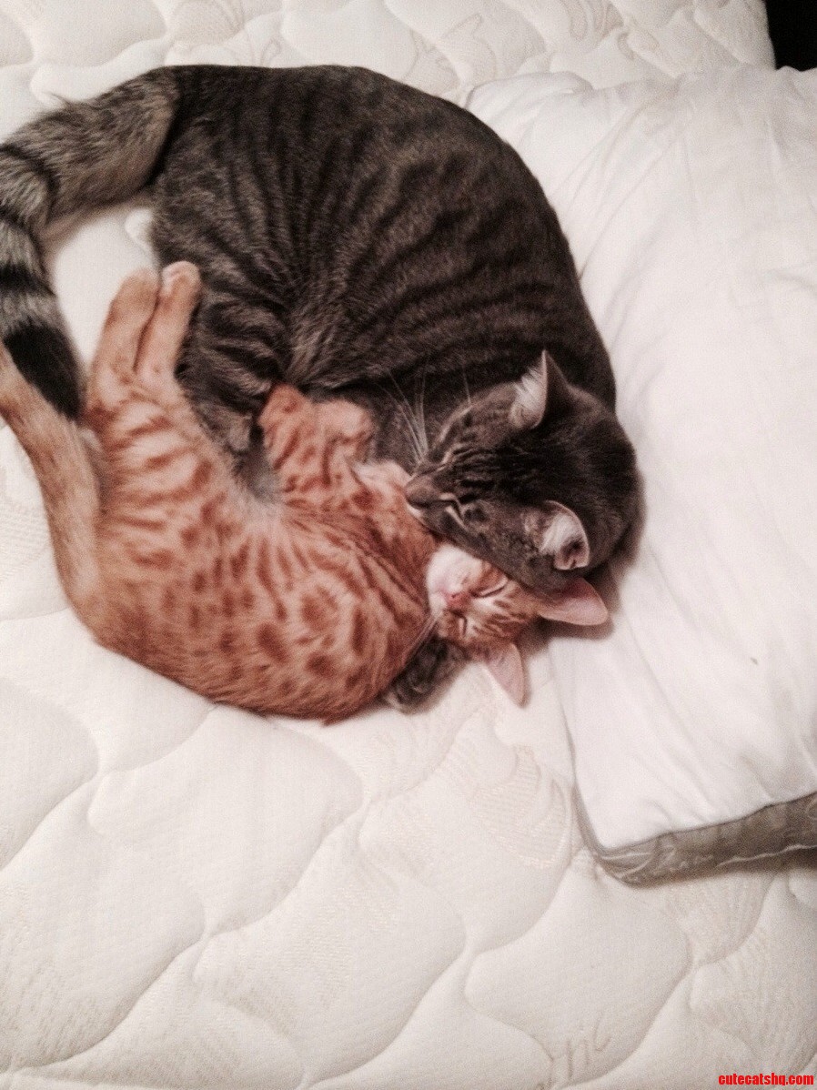 Tabby Brothers.
