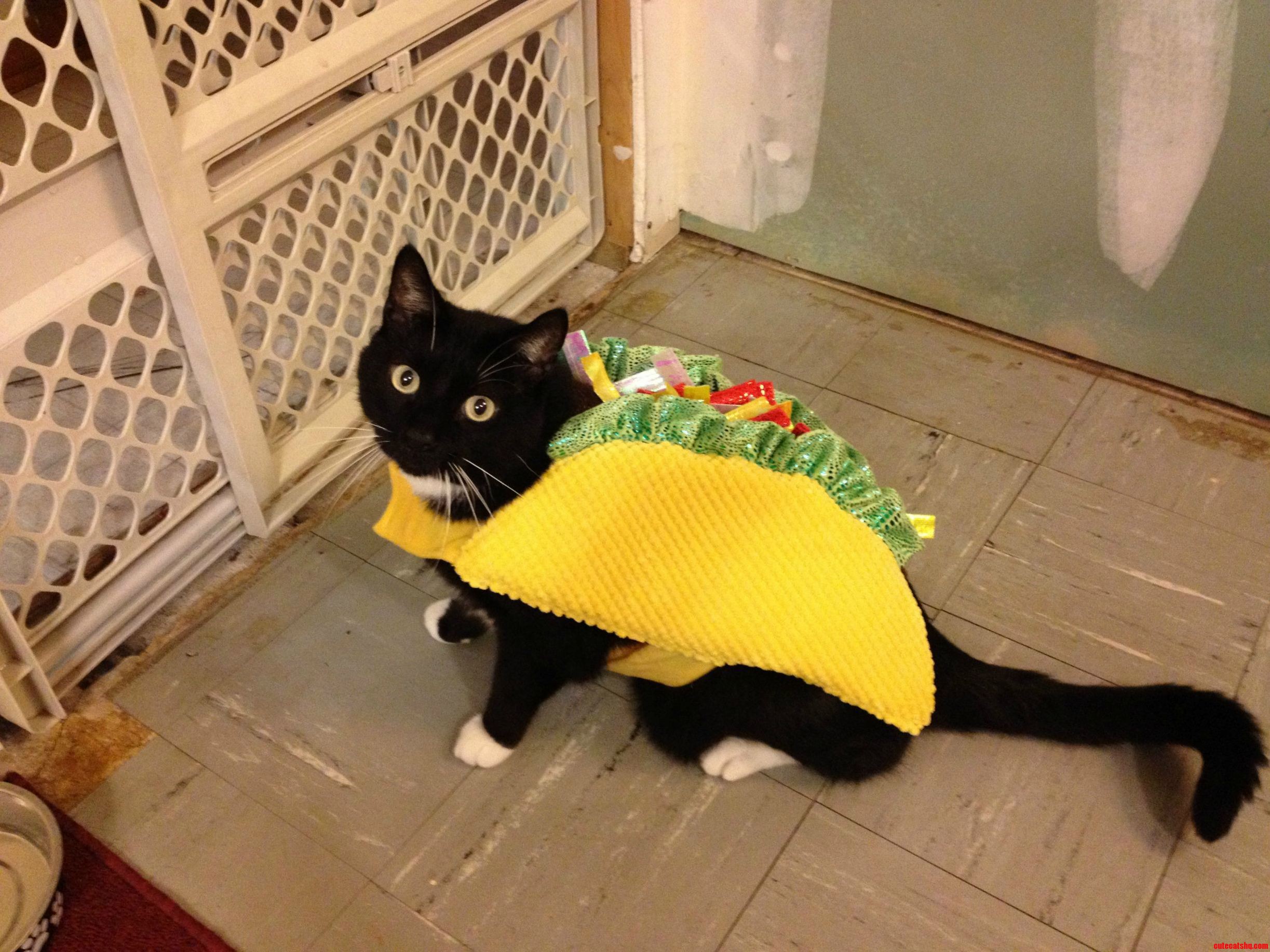 Taco Cat Spelled Backwards Is Taco Cat.