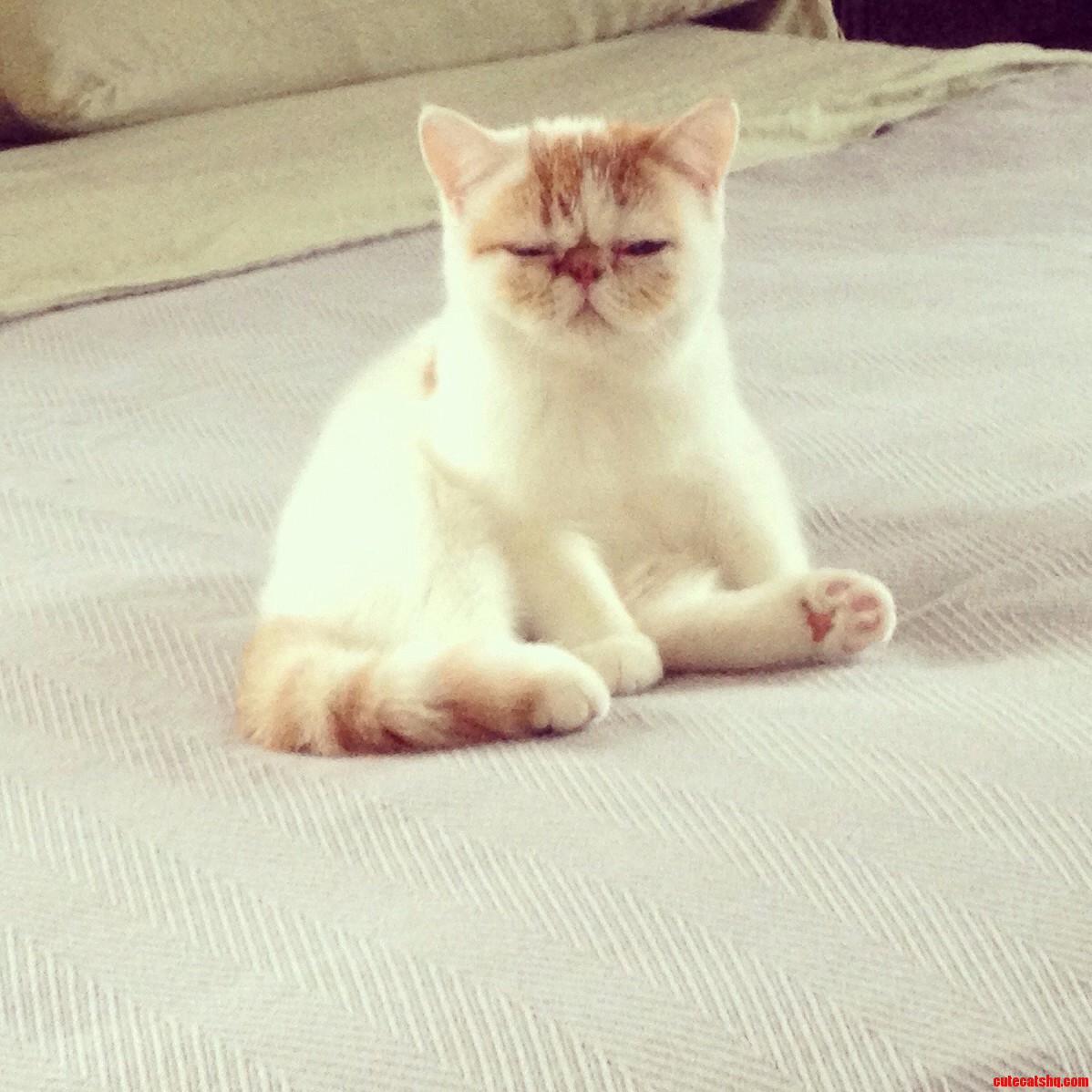 Taco Doesnt Appreciate Being Woken Up During His Cat Naps.