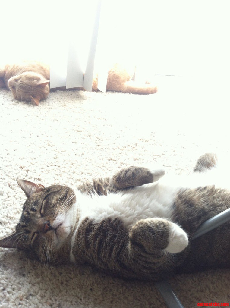 Tails and Chester Love to Sleep and Sleep and Sleep and Sleep......