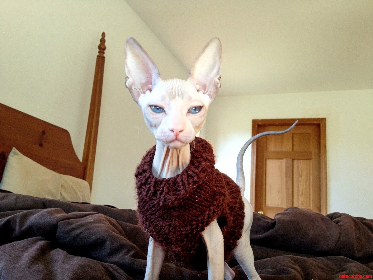 Take Me to Your Leader Human.