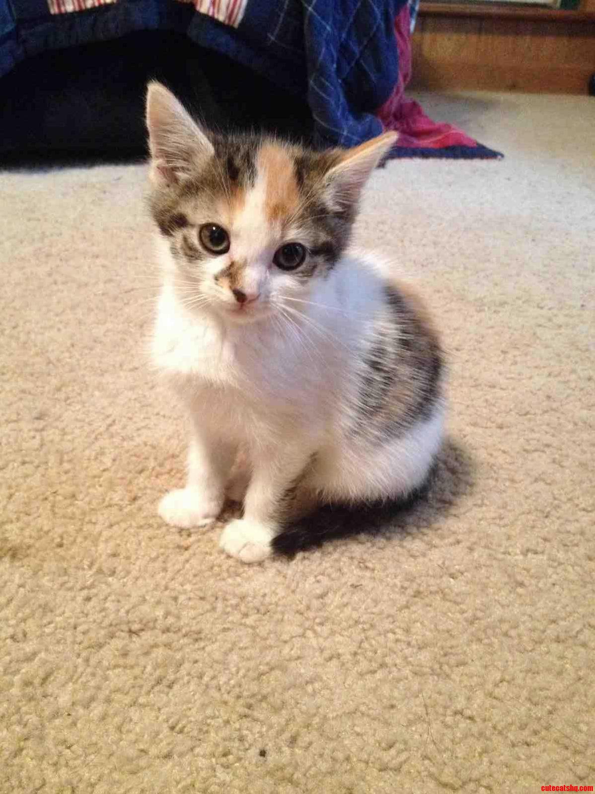 Taking Home This Baby Next Week