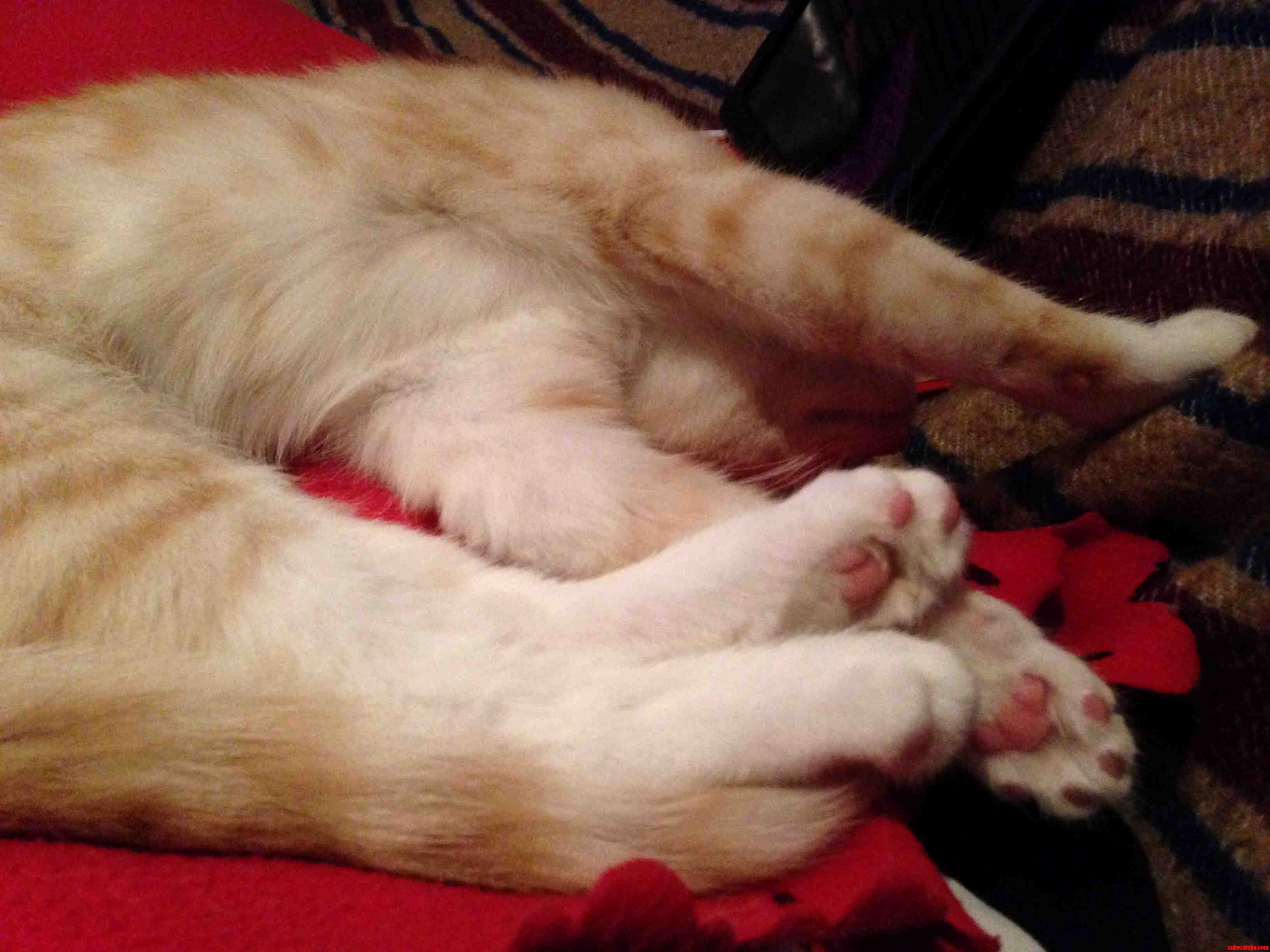 Taking It Easy on a Sunday
